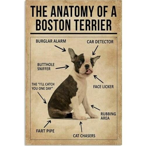 Anatomy Of Boston Terrier Poster Art Print Gift For Dog Lover Metal Tin Sign Wall Decor