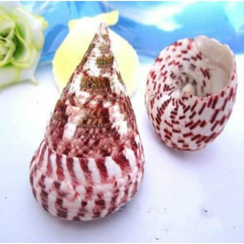 Shell 5-8 cm wholesale sea ornament wedding decoration beach shell big seashells shell decoration nautical decoration marine