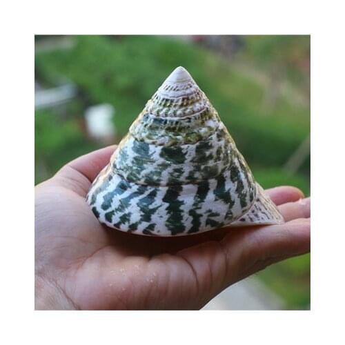 Large Seashells Conchs Big Green Tower Snail Horseshoe Snail Home decoration Photography Props Fish Tank Landscaping