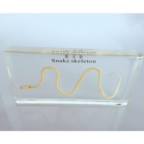 Real Snake Skeleton Specimen Teaching Amber Resin Animal Skeletal Specimen Model Biological Anatomy Teaching Aid Resin Craftwork