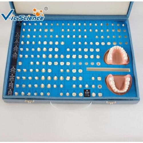 Teeth Preparation Model/Cavity Preparation Model/Prosthodontics Model
