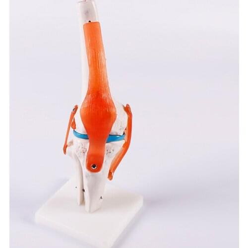 BIX-A1019 Knee Medical Teaching Model WBW210
