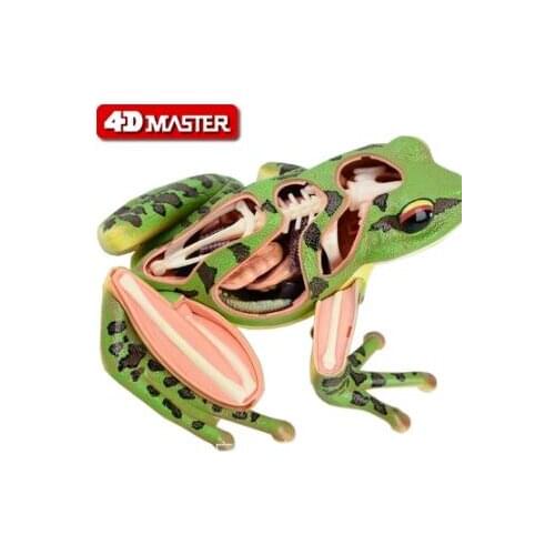 4D Master frog specimen anatomy model visceral skeleton assembly model