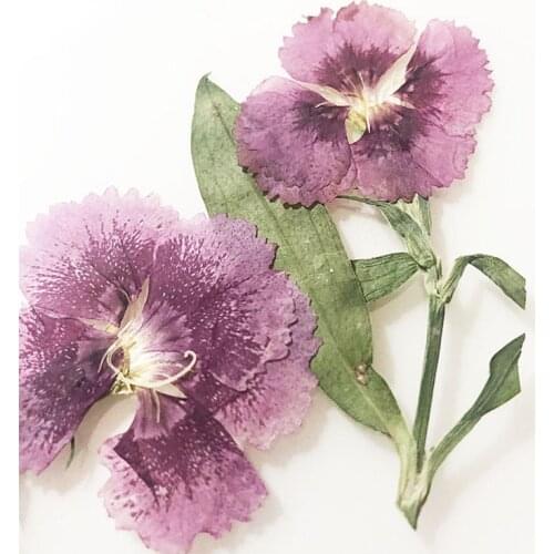 Dianthus On Stalk Press Flowers DIY Handmade Material 1 lot/120pcs Free Shipment