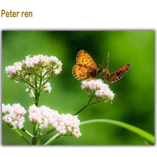 Peter ren Diamond painting Cross stitch kit Round / Square Diamond mosaic Full Embroidery with diamonds "Flower butterfly" image
