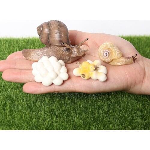 Realistic Snail Growth Cycle Figure Animal Model Life Cycle of Snail Figures Garden Decor Collector Educational Toys