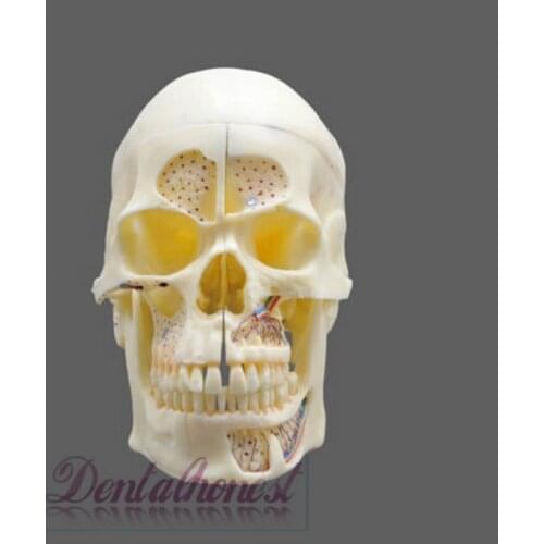 Dentalmall Dental Model #5004 02 - Detachable Pro Skull Model dental Teaching demonstration