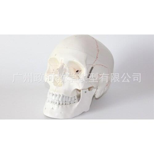 Assemble PVC 1:1 Life-sized Human Skull Anatomical Model 55 Digital Signs Medical Supplies Skeleton Toy