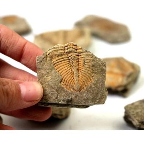 Natural Fossil Trilobite Tail Animal Coral Trilobite Stone Collection Crown Insect Specimen Tail Science Teaching Science E4Y5