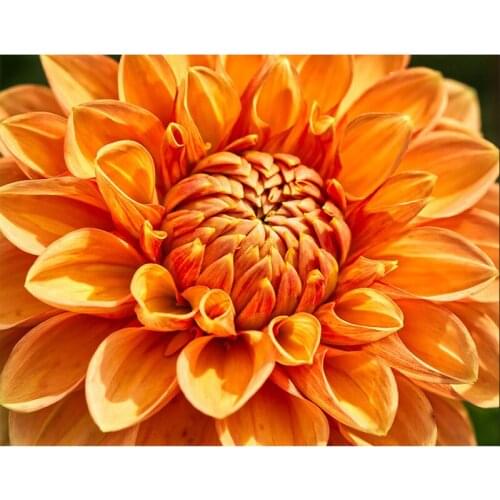 Old Street Home Diamond Painting Peacock Wolf Owl Flower DIY 5D Full Drill Cross Stitch Kits Crystal Rhinestone Arts