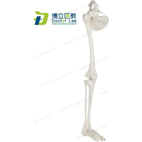 Life Size Human Leg Skeleton Bundle Anatomical Model with All Leg Bones Removable Hip Joint and Fully Articulated Foot