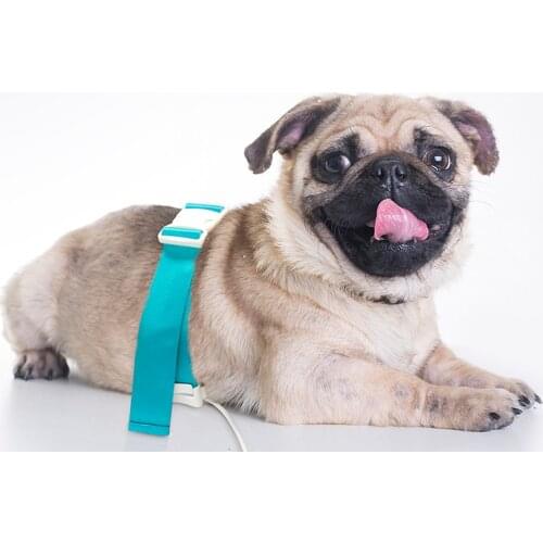 2020 English software PET Analyzer For dogs and cats body health checking