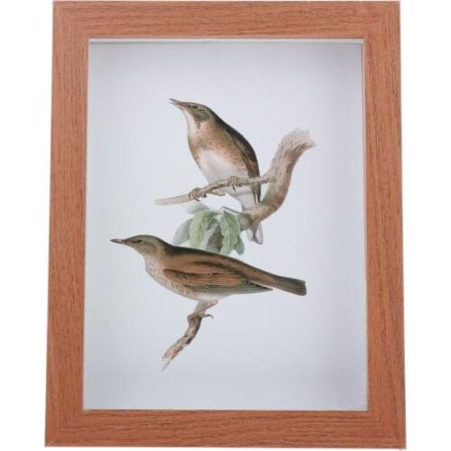 Glass specimen frame, DIY plant insect wood wooden photo picture frame