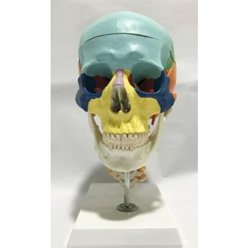 Color Skull with Tibial Vertebrae Models Adult Head Skull Specimen Medical Teaching Aids