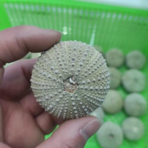 1pcs Natural fossil Mineral sample Sea Urchin Madagascar Mini Stone Cute Pendant Gift Crystals Healing