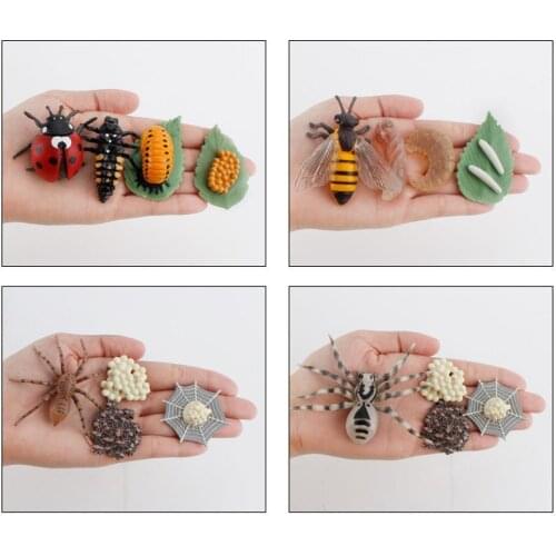 Childrens Cognitive Science Education Model Cycle Cycle Plastic Toy Butterfly,ladybug,chicken Kids Figurine Life Models H5Z4