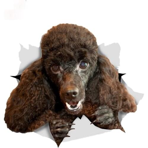 Happy Black Poodle Dog Sticker Car Sticker Decal for Car Wall Toilet Kids Room Door Luggage window Good Quality Waterproof