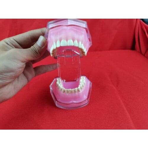 Dental Stomatology Teaching Model Practice Tooth Extraction Disassembly Tooth Soft Gum Full Mouth teeth Extractable
