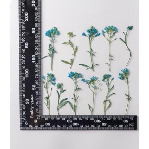 120pcs Pressed Dried Flower Lysimachia candida Lindl Herbarium Epoxy Resin Jewelry Bookmark Phone Case Makeup Nail Art Craft DIY