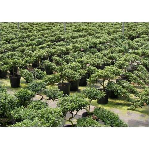 Free shipping,10pcs/lot,50*50cm,Nutritional bowl nursery bags,nutrition Cup nursery pots planting hole basin flowerpot trays