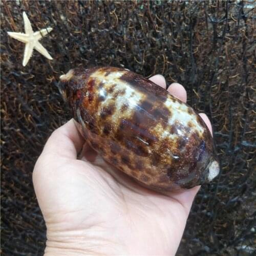 Natural conch shells 8cm-13cm Yun Cong Bao snails home aquarium wedding DIY fashion collection