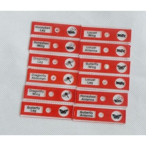 12 PCS Insect Plastic Prepared Microscope Set Slides for Children Kids Toy Microscope