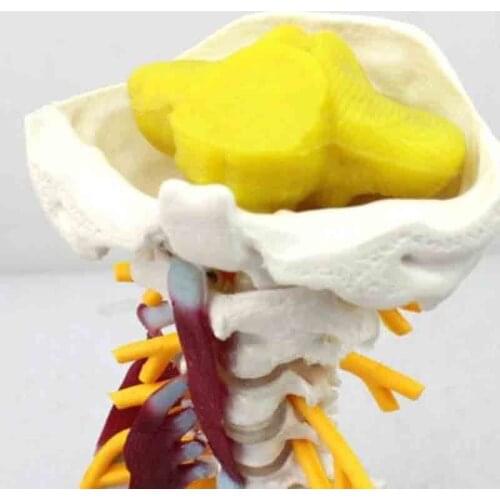 Medical human cervical vertebral model human cervical vertebral band nerve model