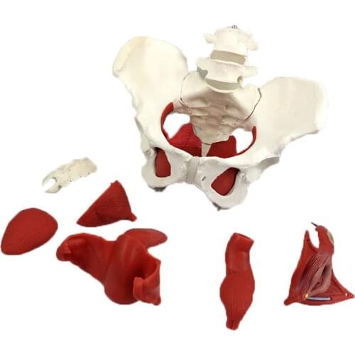 Female Pelvis Pelvic Floor Muscle Model Uterus Ovary Muscle Teaching Resources Educational Supplies Removable