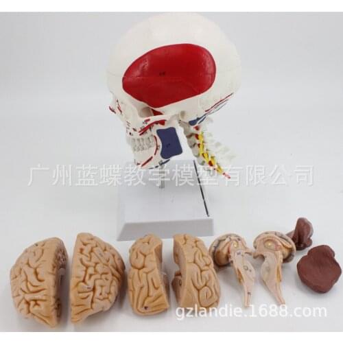 1:1 Life Size Human Skull Muscle Coloring Start and End Points Brain Cervical Spine Model Anatomical Model of Cerebral Artery