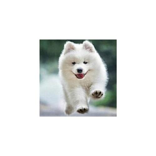 Diy diamond paintings By numbers Resin full rhinestone Diamonds embroidery mosaic Wall decor pictures Crafts Are swift dog CQ509