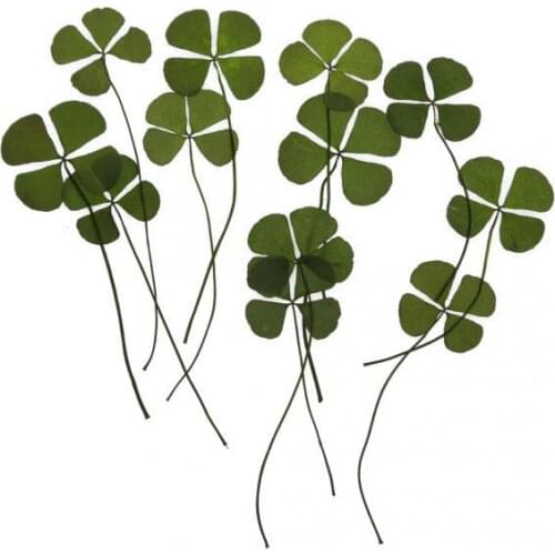 2x12pcs Real Pressed Leaves Flower Embellishment Card Making Scrapbook Art Craft