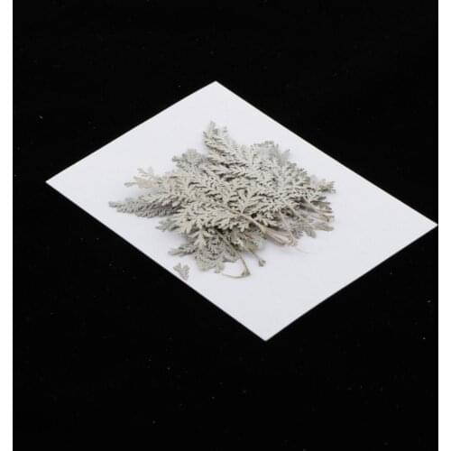 12x Pressed Dried Flower Assorted Artemisia Leaves DIY Arts Crafts Cards