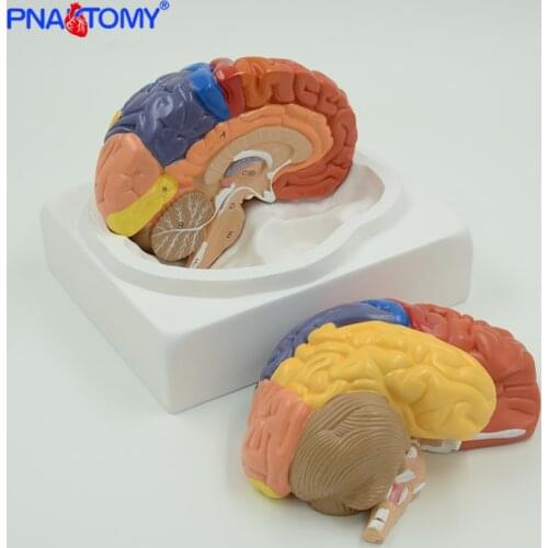 Life size brain model cerebellum brain stem anatomy functional area models human anatomical models for medical school teaching