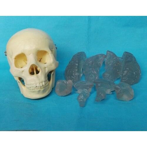 1:1 Human Life Size Skull Model with Transparent Brain Model Anatomy Skeleton Anatomical Brain Anatomia Science Exploded Skull