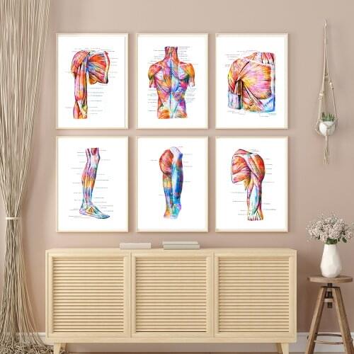 Human Muscular System Anatomy Poster Vintage Anatomical Canvas Painting Medical Wall Pictures for Living Room Clinic Decor