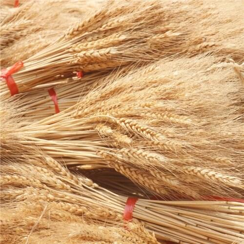 10/20/50pcs Real Wheat Ear Flower Decoration Natural Pampas Rabbit Tail Grass Dried Flowers For Wedding Party DIY Craft Bouquet