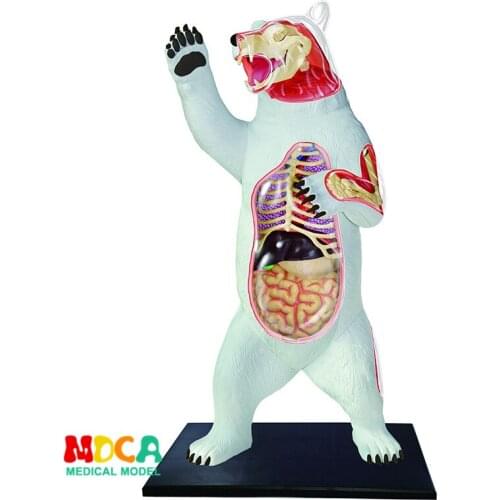 Fashion Educational Designer Toys 4D Animals Puzzle Master Simulation DIY Anatomical model for Children mkd3 Polar Bear
