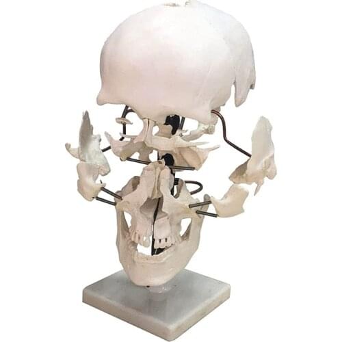 Life Size 16 Parts Human Skull Model Anatomy Model Medical Science Teaching Resources Dropshipping