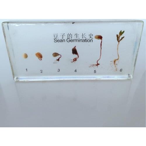 Bean Germination and Growth Process Embedded Specimen Plant Growth History Specimens Models Biology Botany Teaching Aids