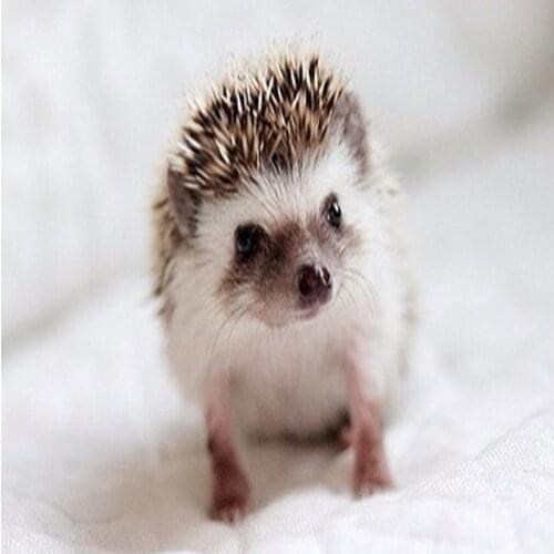 3D Diy Diamond painting 5D square drill rhinestone Paste Cross stitch Diamond embroidery mosaic hedgehog Crafts Needlework