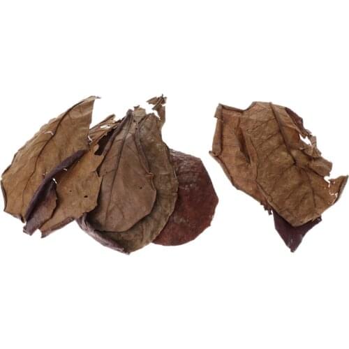 10x Common Leaves Catappa Leaves Clean Tool for Fish Tank Aquarium Cleaning