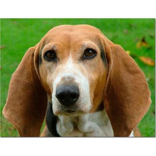 5d diy Diamond embroidery Harrier dog full square round diamond mosaic diamond painting animal Dog loyal friend,home decor