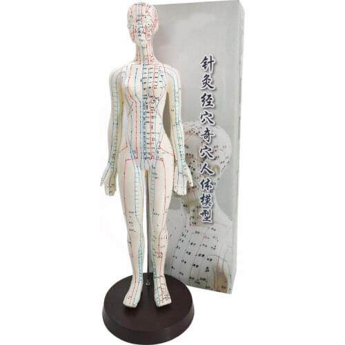 Female / Male Acupuncture Model 50cm with Chinese Points & Base PVC Human Body Acupuncture Model Acupuncture Point Model
