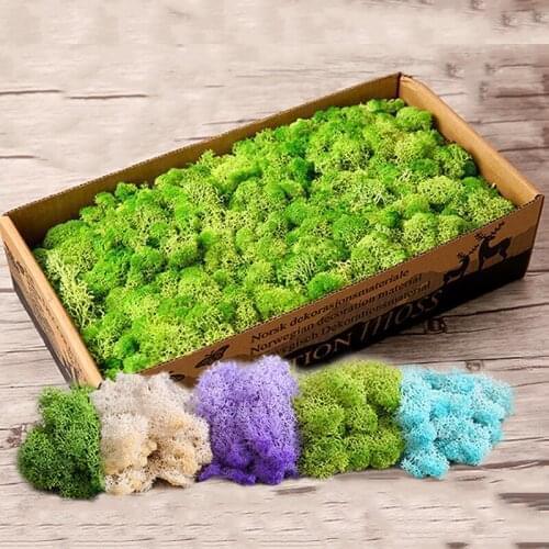 High Quality Artificial Green Plant Immortal Fake Flower Moss Grass Home Living Room Decorative Wall DIY Flower Mini Accessories