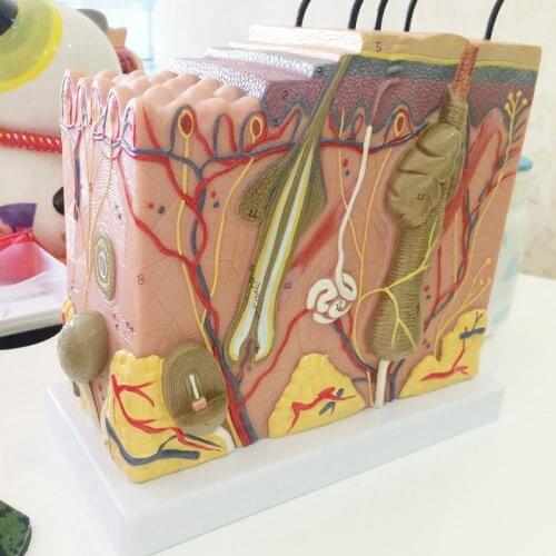 Skin Model,Skin and Hair Structure Enlarge Model Anatomical Model Anatomy for Science Classroom Study Display Teaching Medical