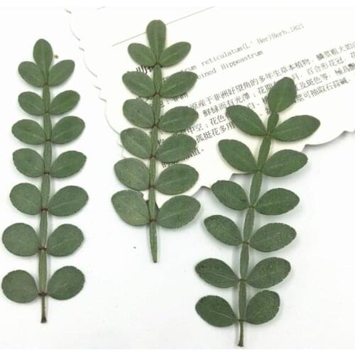 120pcs Pressed Dried Flower Zanthoxylum piperitum Leaf Filler For Epoxy Resin Jewelry Making Postcard Frame Phone Case Craft DIY