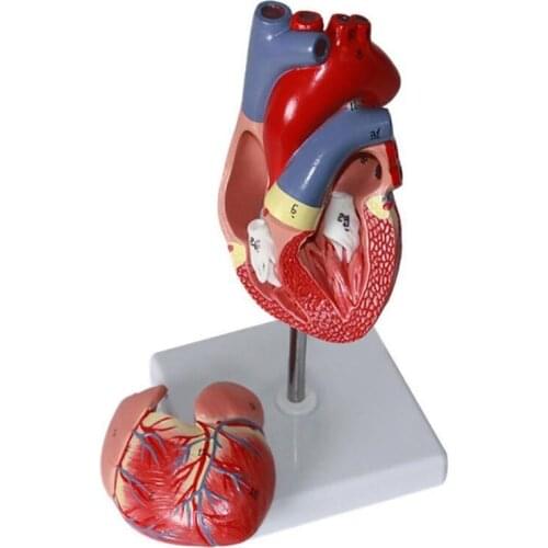 Human Cardiac Heart Anatomical model human Viscera organs models Medical Science supplies Teaching tools