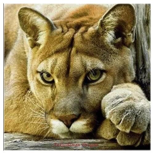 Embroidery Counted Cross Stitch Kits Needlework - Crafts 14 ct DMC DIY Arts Handmade Decor - Head portrait of Lion