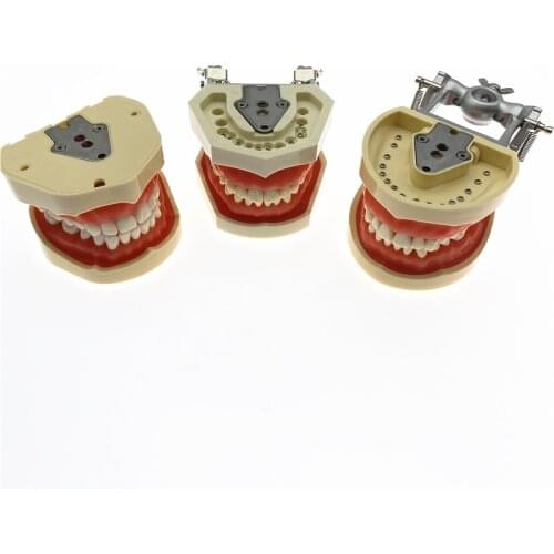 Dental Teaching Model Dental Model Dental phantom head teeth model With Screw Fixed Teeth