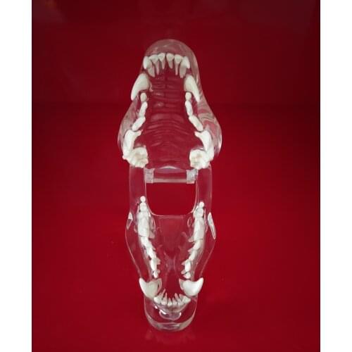 Transparent Resin Dog Anatomical Teeth Teaching Demonstration Veterinary Animal Skeleton Crystal Specimen Dentition Model